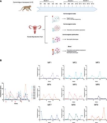 Local Innate Markers and Vaginal Microbiota Composition Are Influenced by Hormonal Cycle Phases